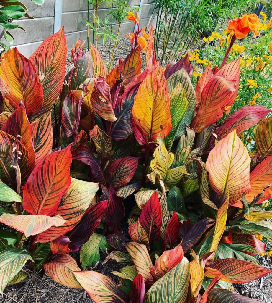 Canna indica ‘Tropicanna