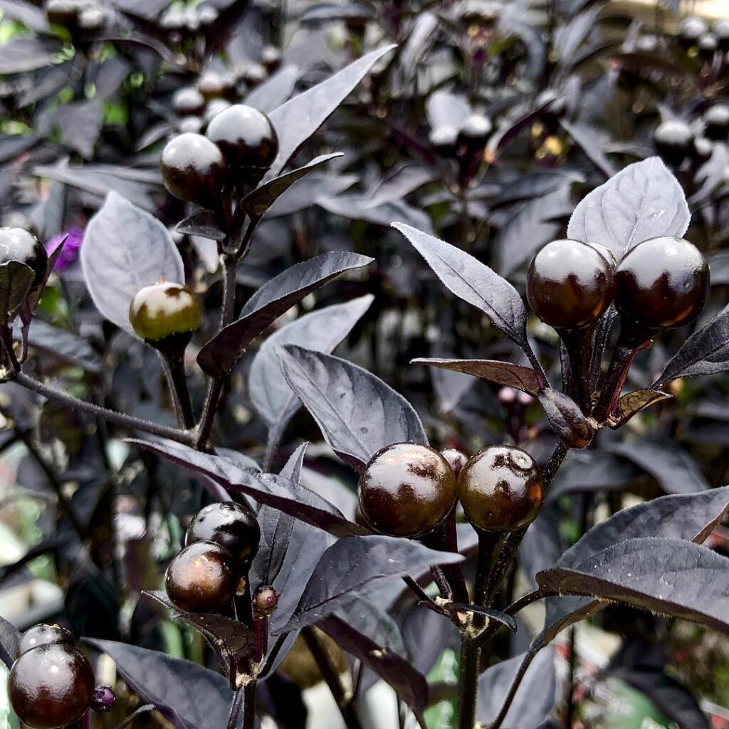 Capsicum annuum ‘Black Pearl