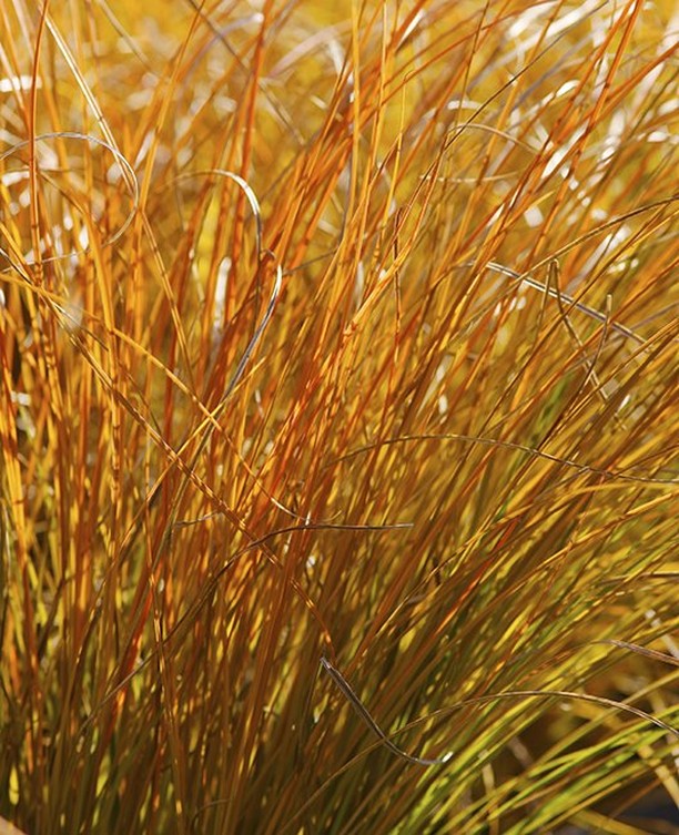 Carex testacea