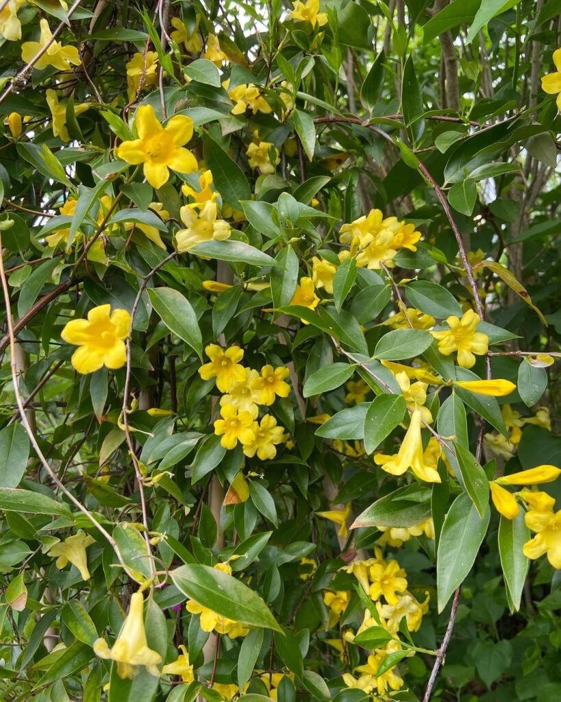 Carolina Jessamine