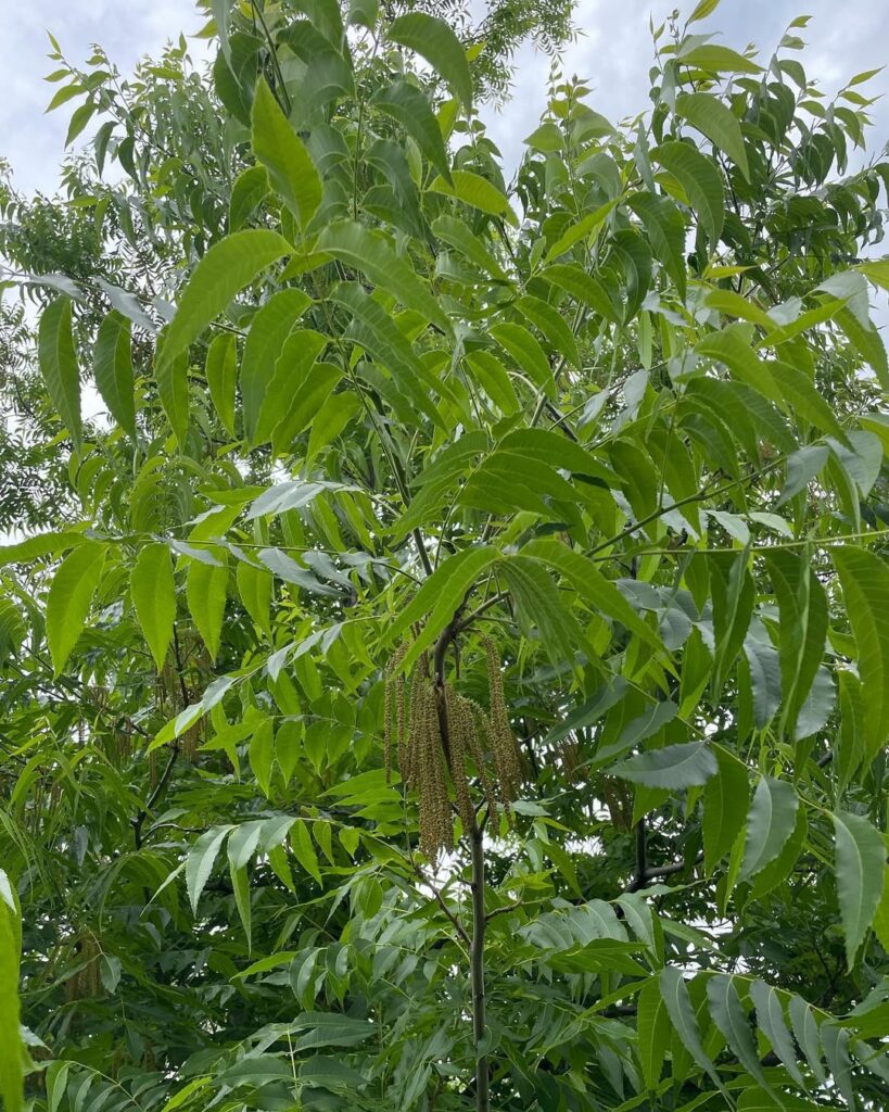 Carya illinoinensis
