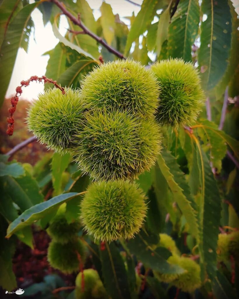 Castanea Dentata
