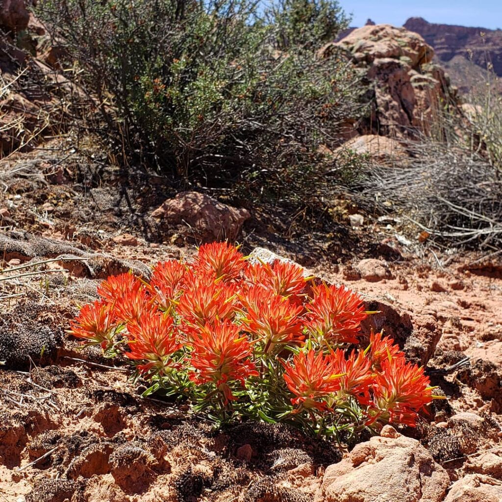 Castilleja Chromosa