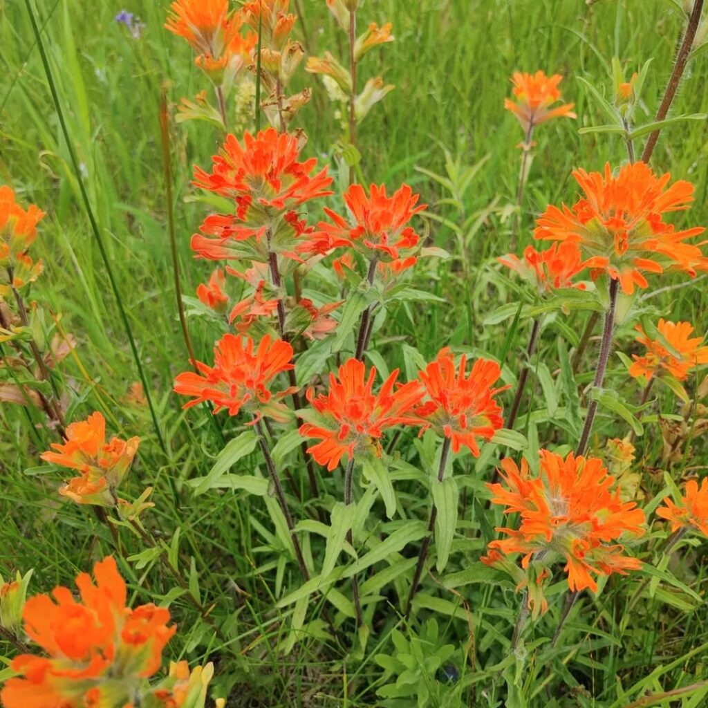 Castilleja Hispida