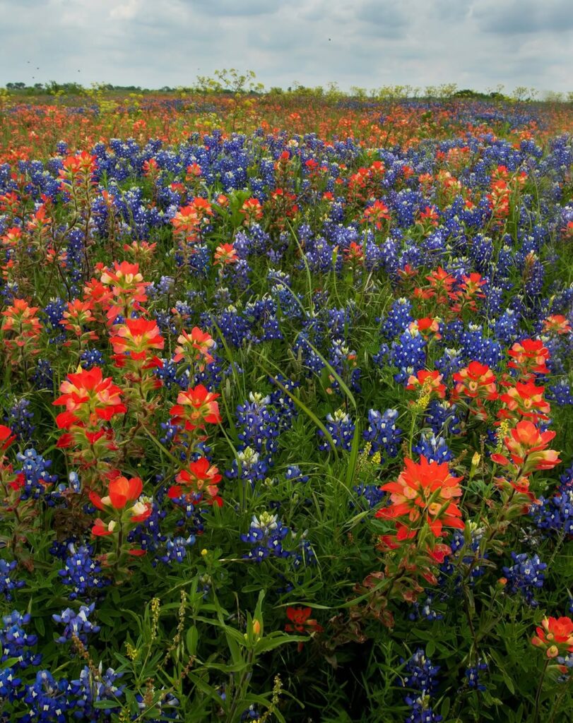 Castilleja indivisa
