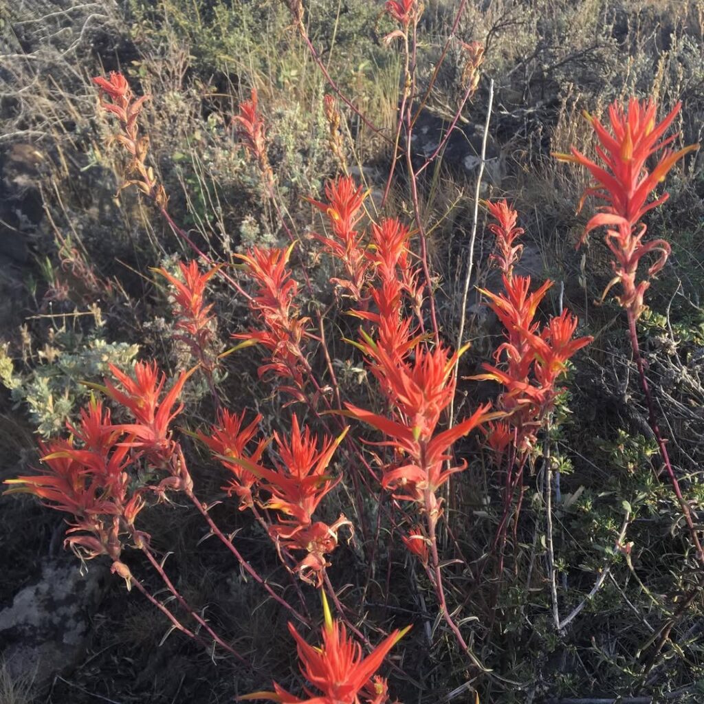 Castilleja linariifolia