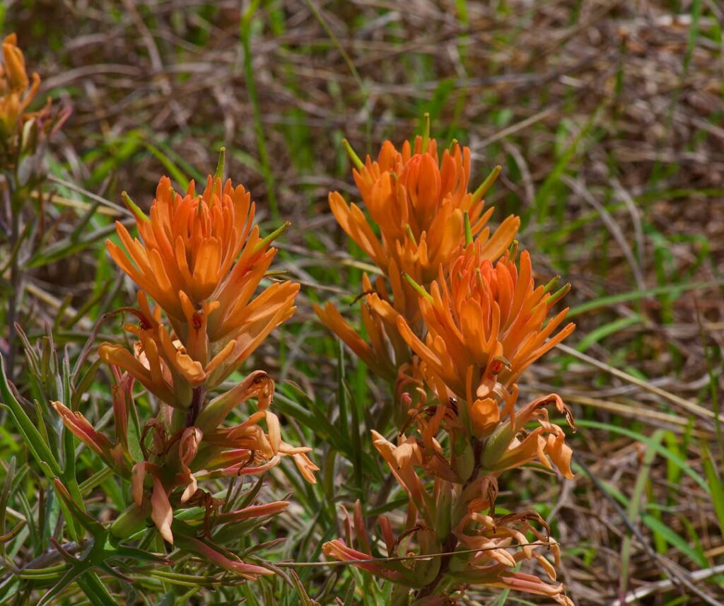 Castilleja purpurea