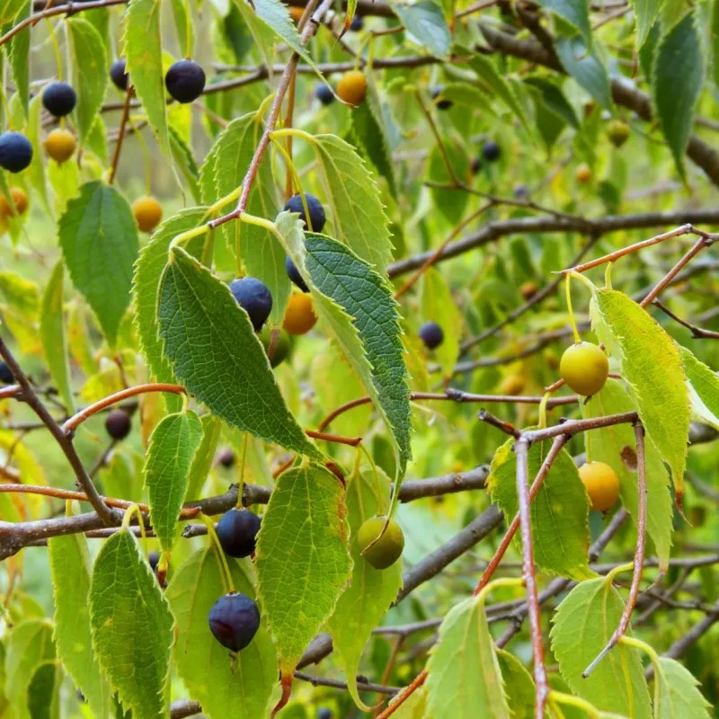 Celtis Occidentalis