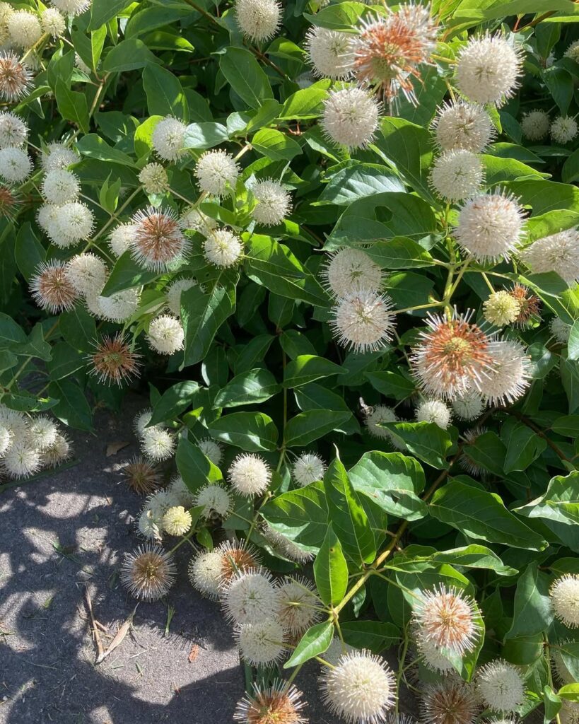 Cephalanthus Occidentalis