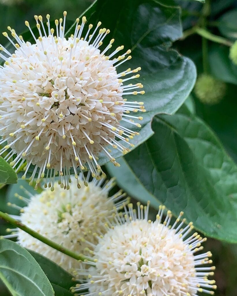 Cephalanthus occidentalis 1