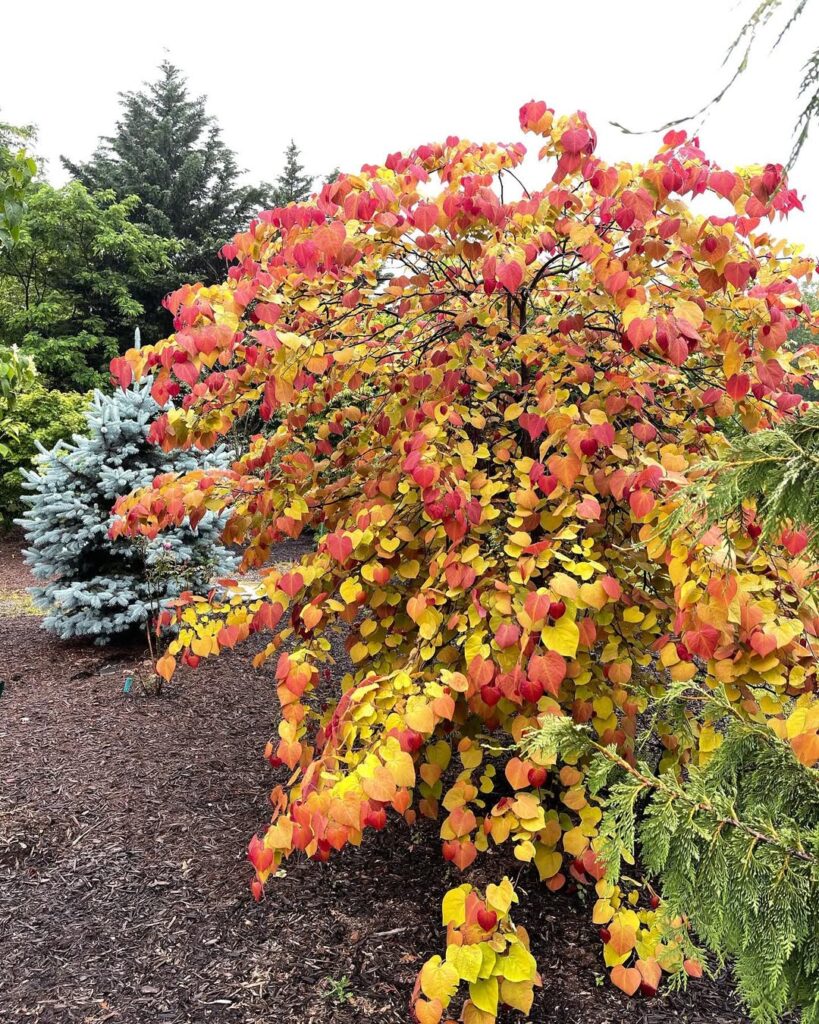 Cercis Canadensis