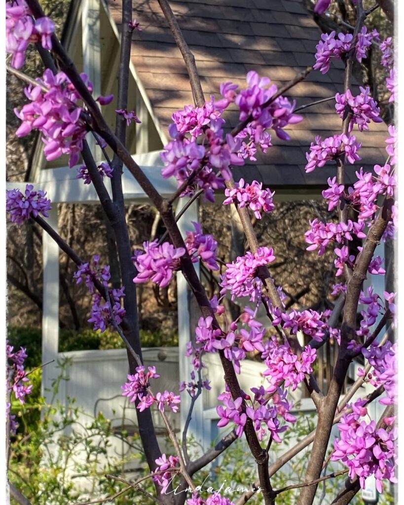 Cercis canadensis var. texensis