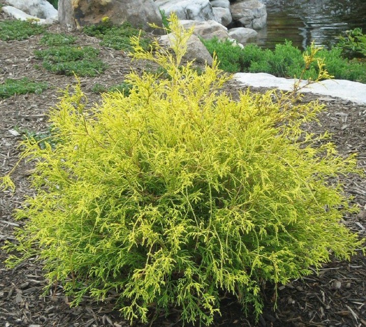 Chamaecyparis pisifera ‘Golden Mop