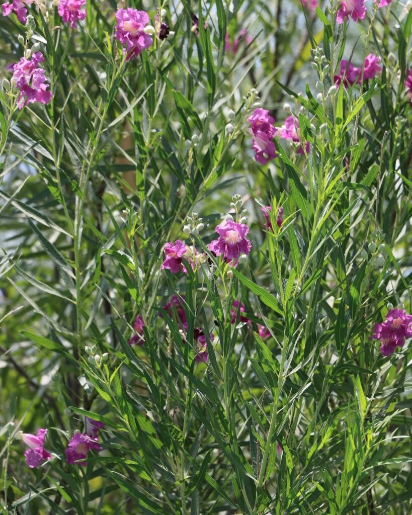 Chilopsis Linearis