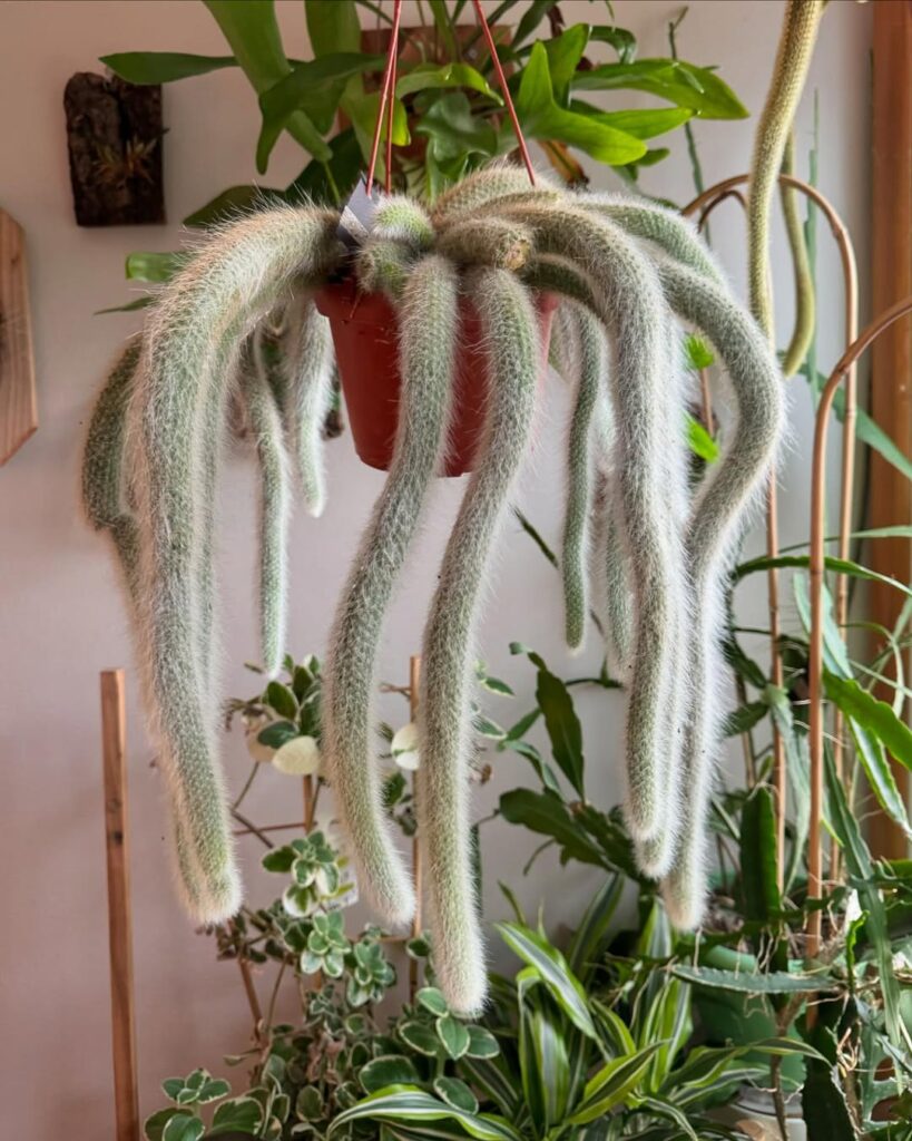 Cleistocactus winteri subsp. colademononis