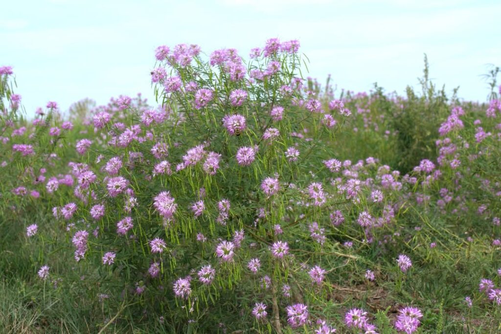 Cleome serrulata