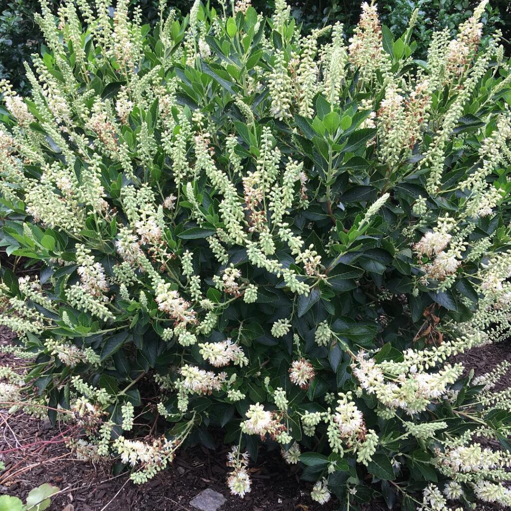Clethra Alnifolia