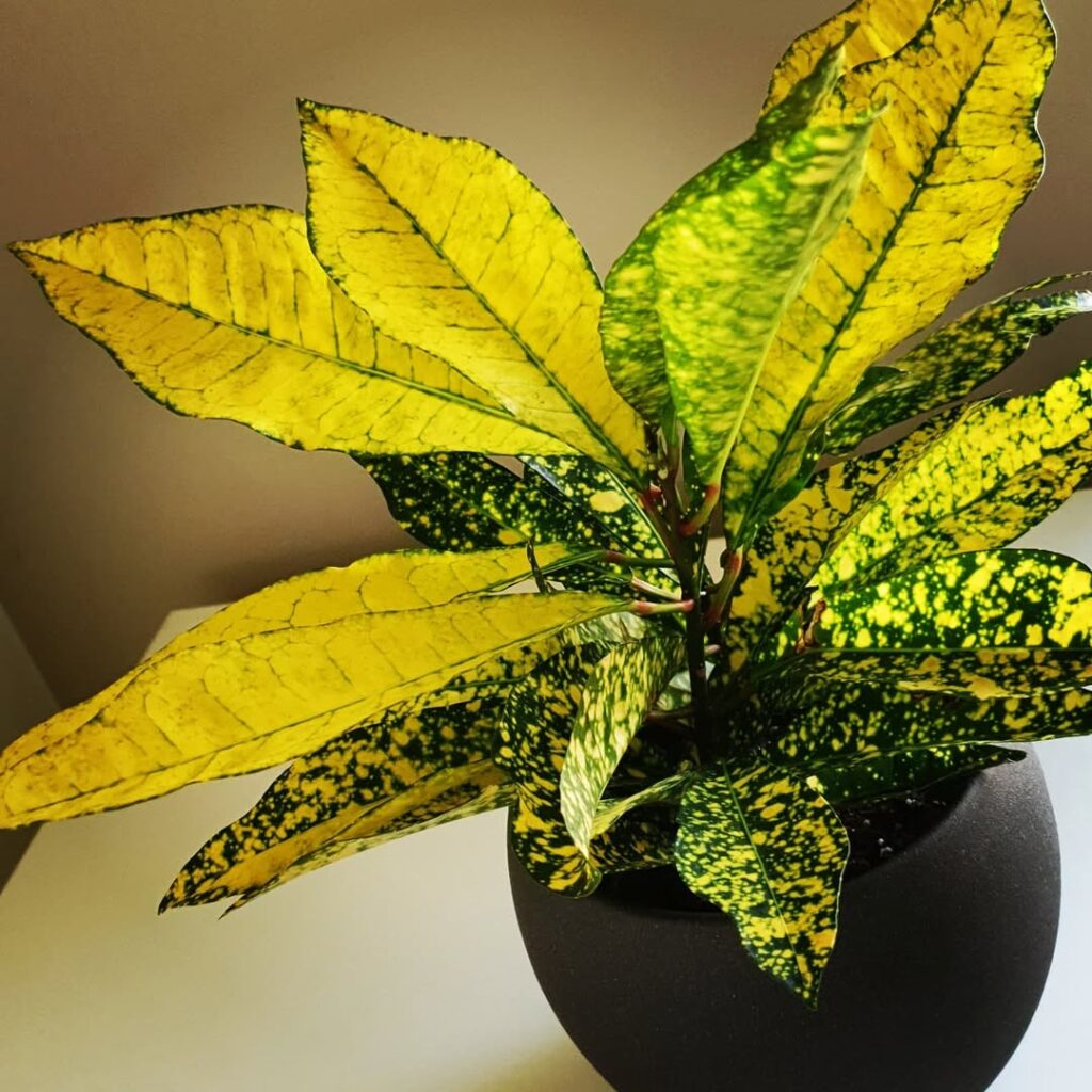 Codiaeum variegatum ‘Gold Dust