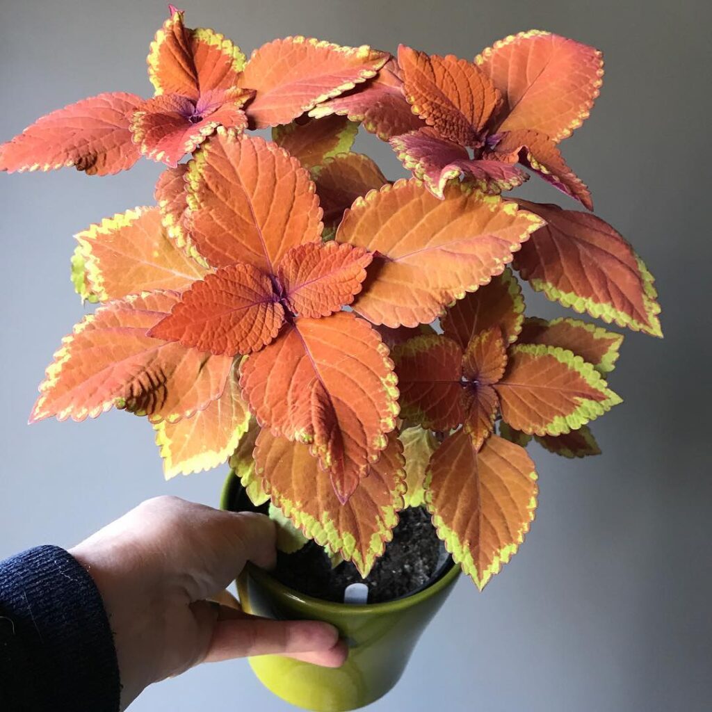 Coleus ‘Campfire