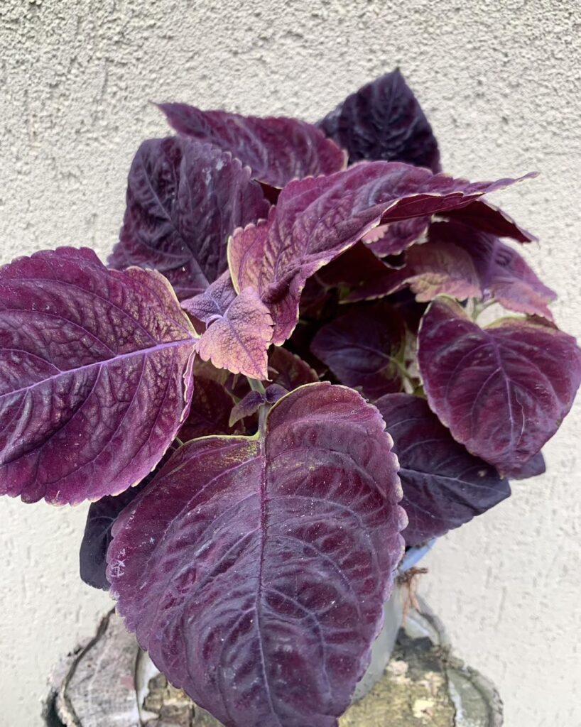 Coleus ‘Dark Chocolate