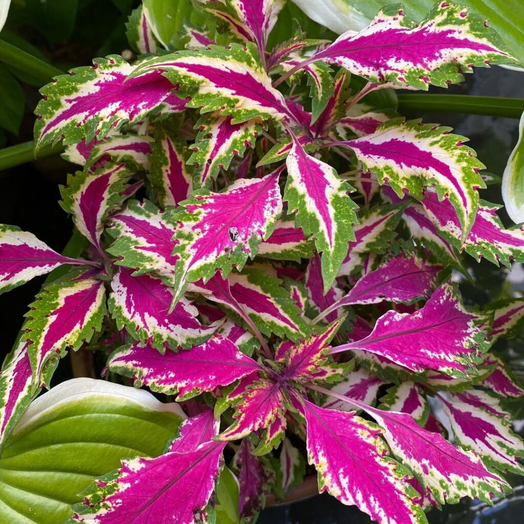 Coleus ‘Pink Chaos