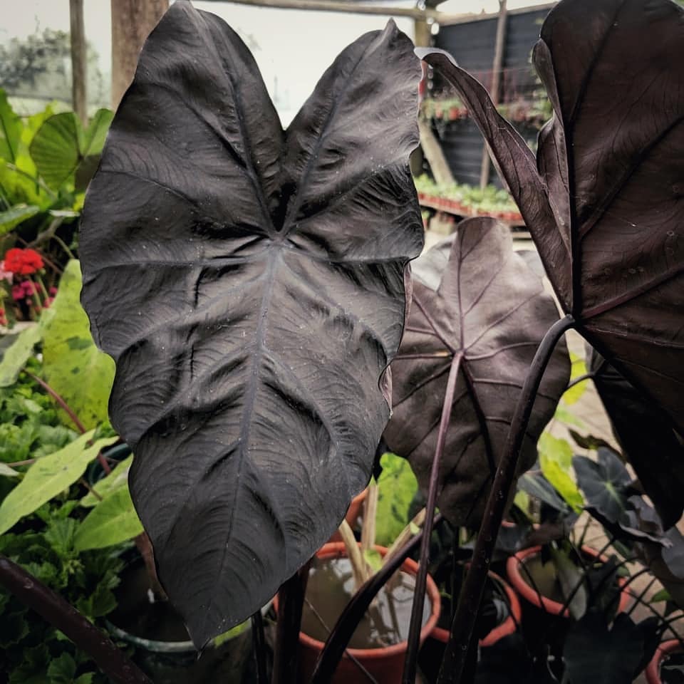 Colocasia esculenta ‘Black Coral