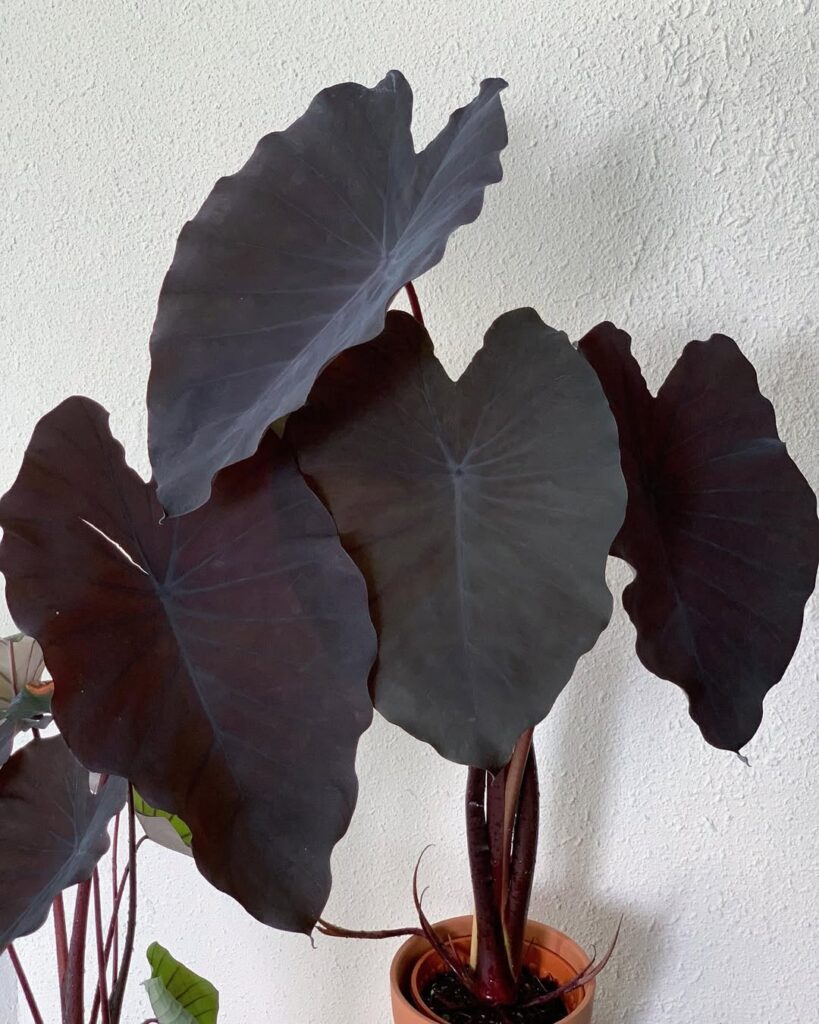Colocasia esculenta ‘Black Magic