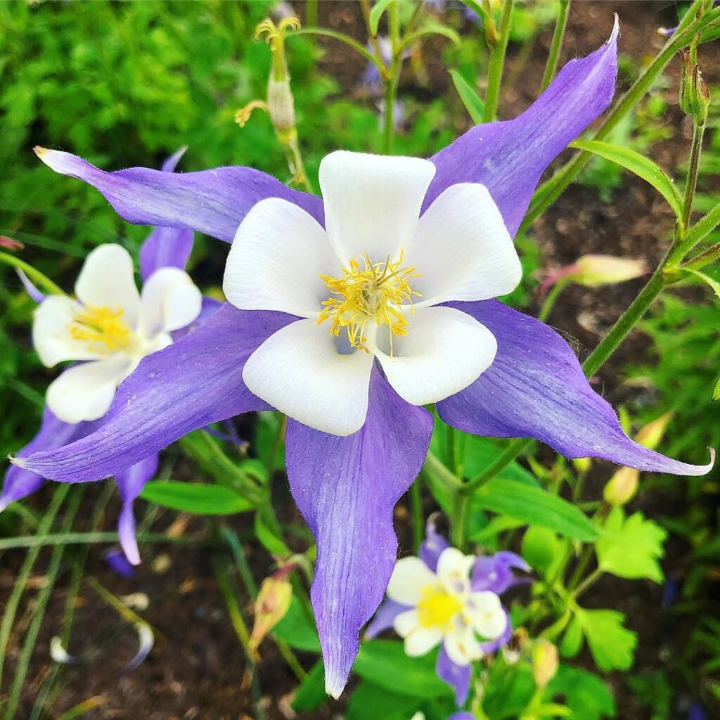 Colorado Blue Columbine