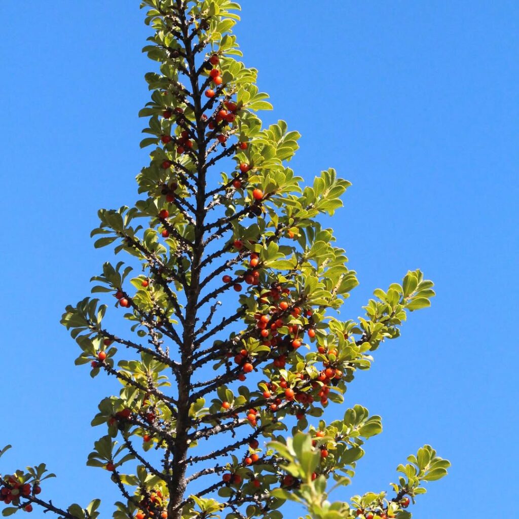 Coprosma rhynchocarpa