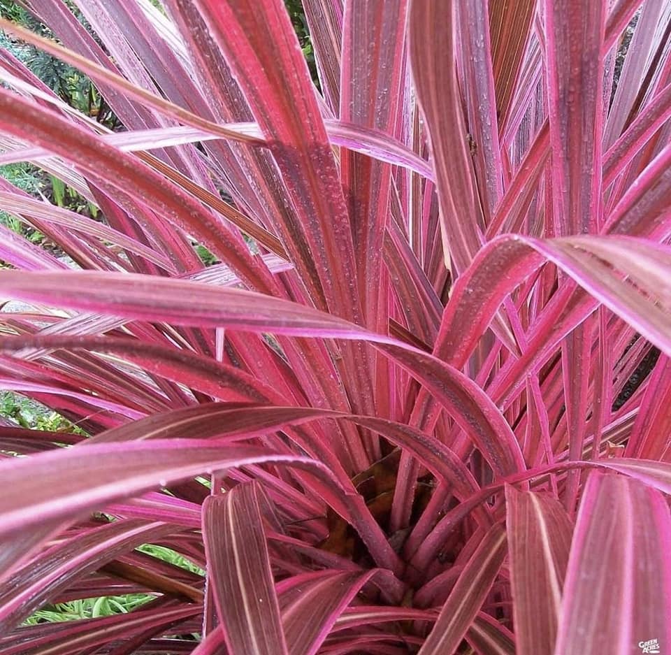 Cordyline Electric Pink