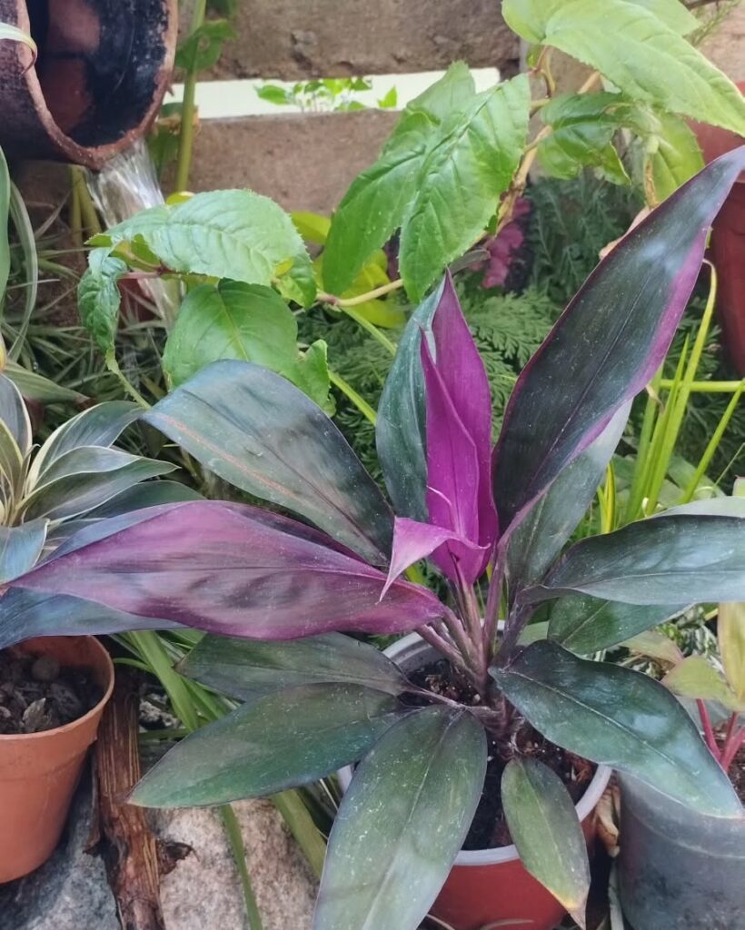 Cordyline fruticosa ‘Purple Prince