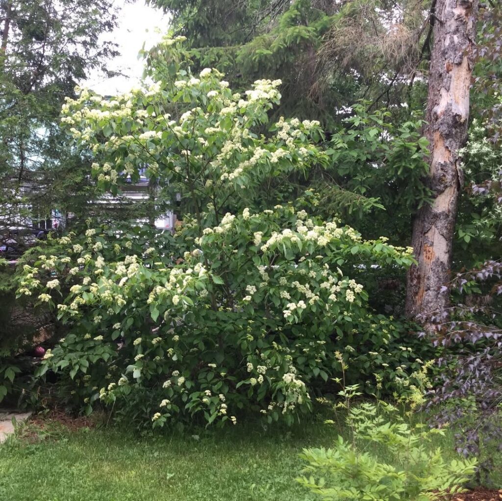 Cornus Alternifolia
