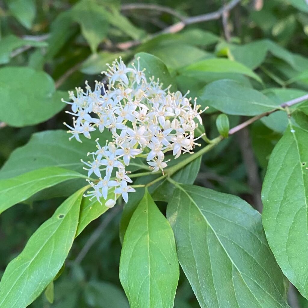 Cornus Racemosa