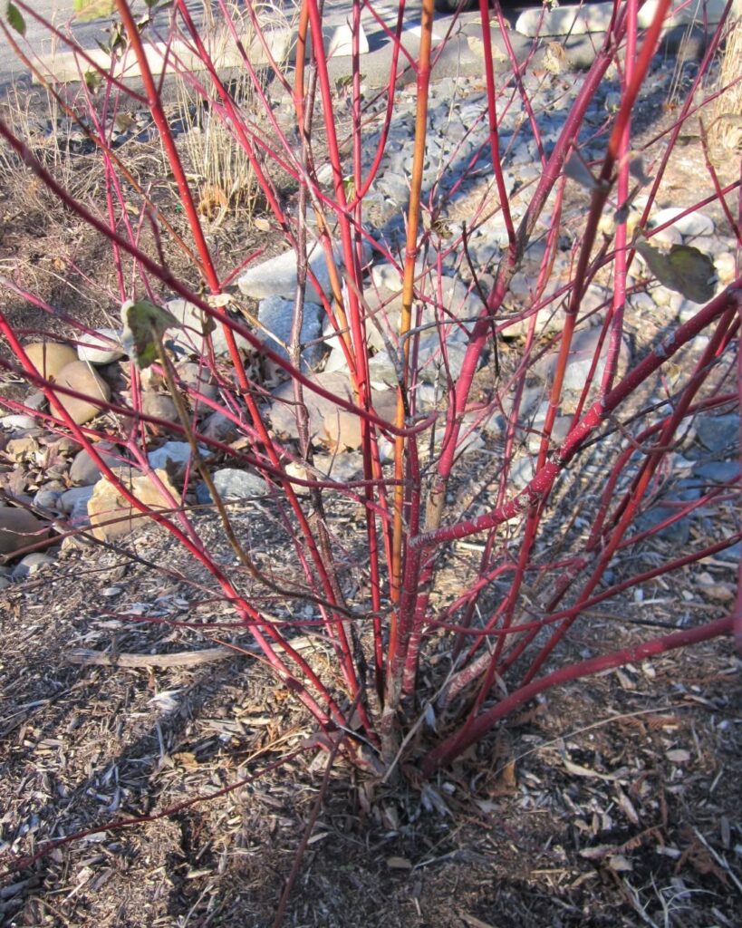 Cornus Sericea