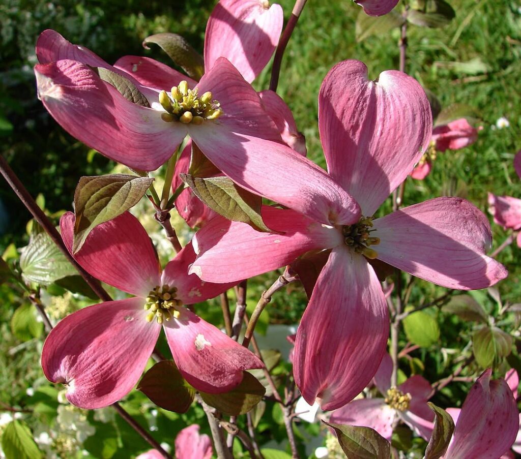 Cornus florida