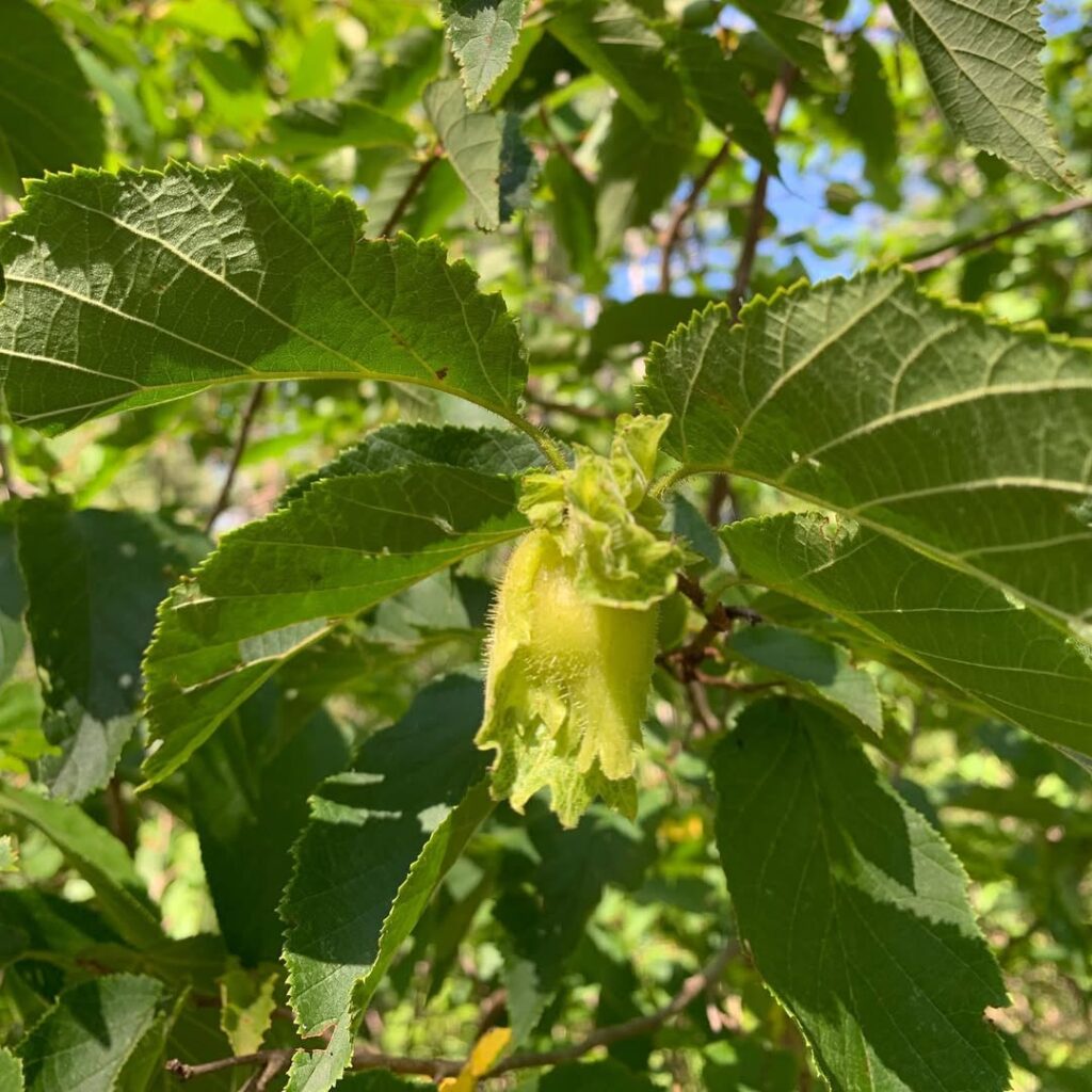 Corylus Americana