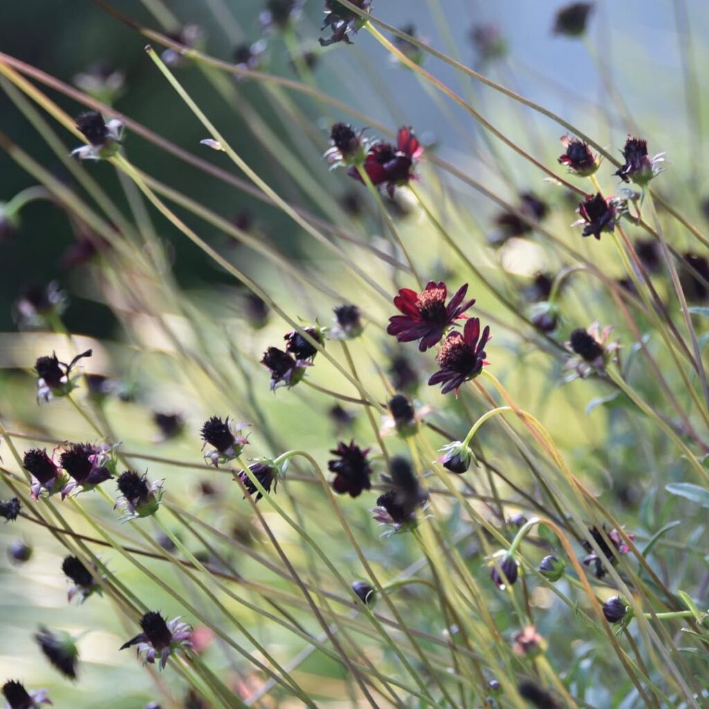 Cosmos atrosanguineus