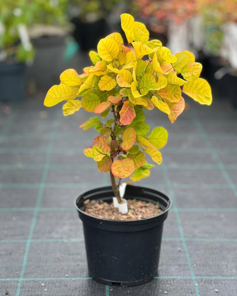 Cotinus coggygria ‘Golden Spirit