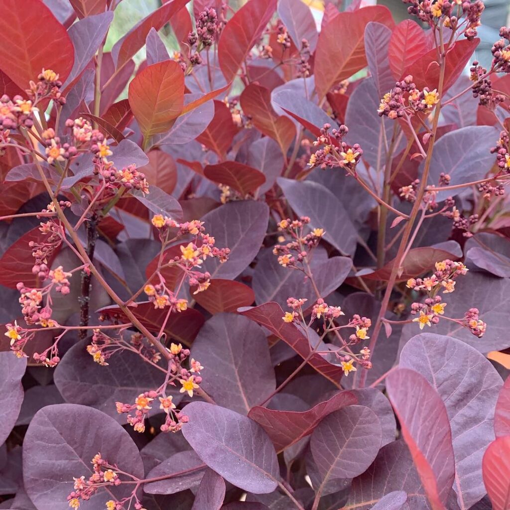 Cotinus coggygria ‘Royal Purple