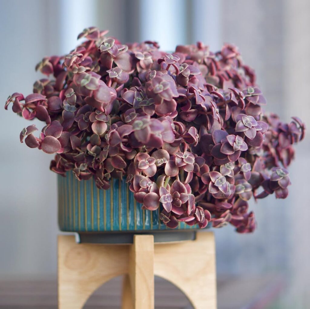 Crassula pellucida ‘Variegata