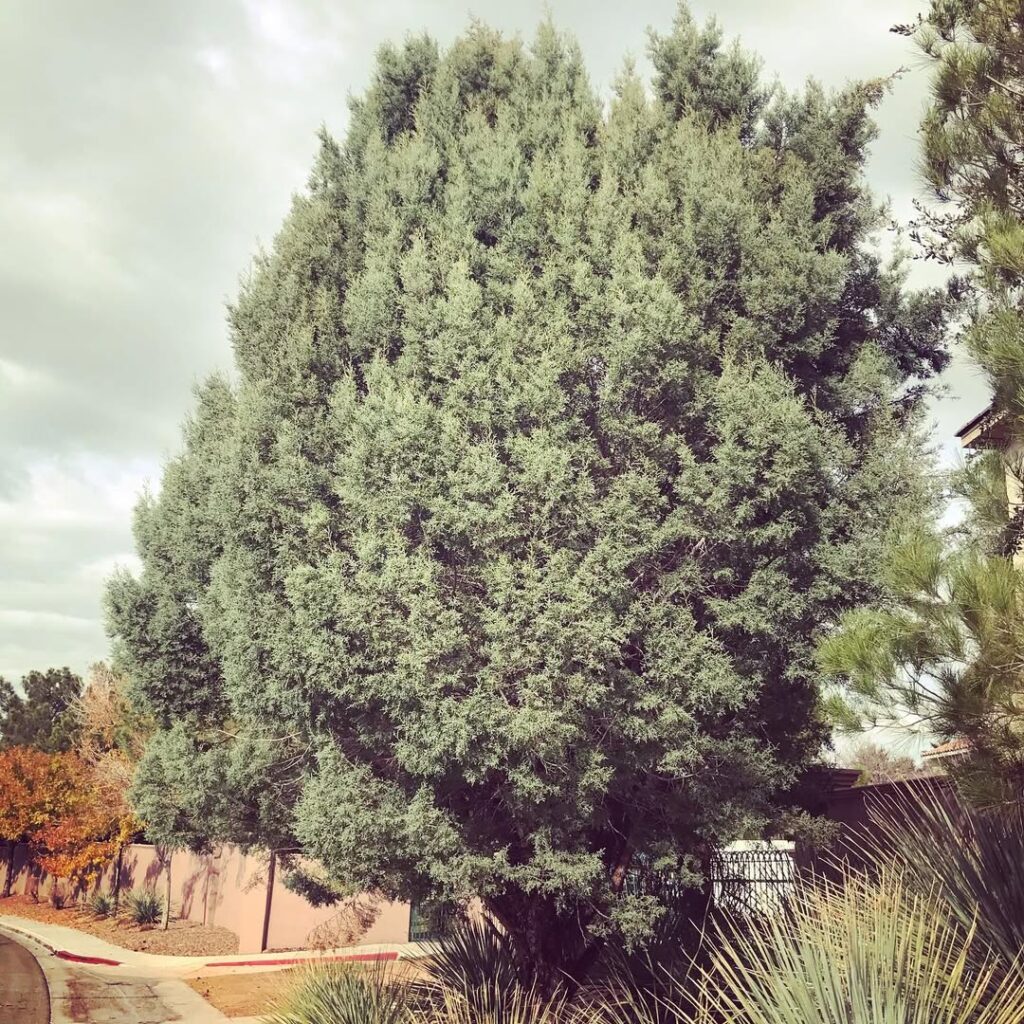 Cupressus Arizonica
