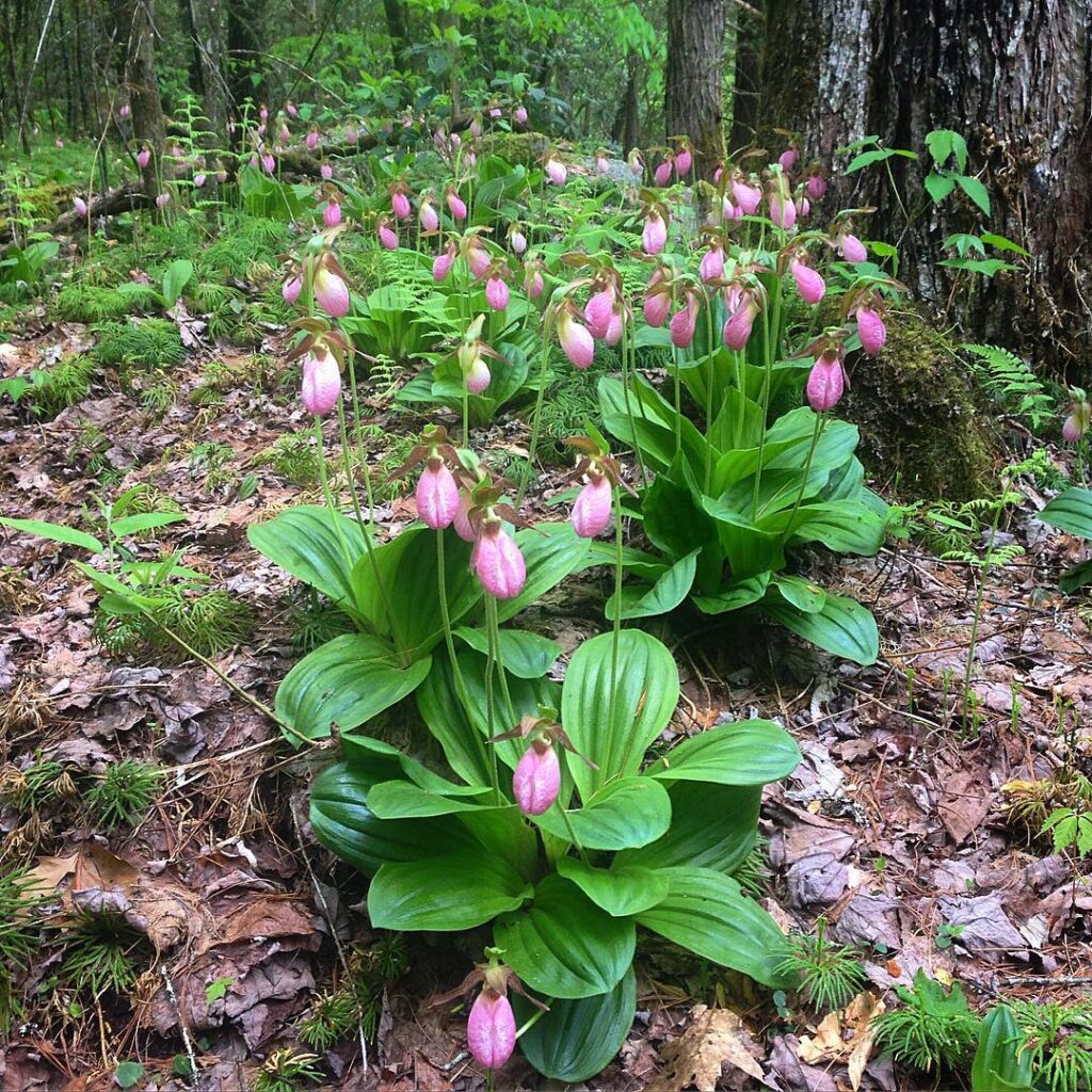 Cypripedium acaule