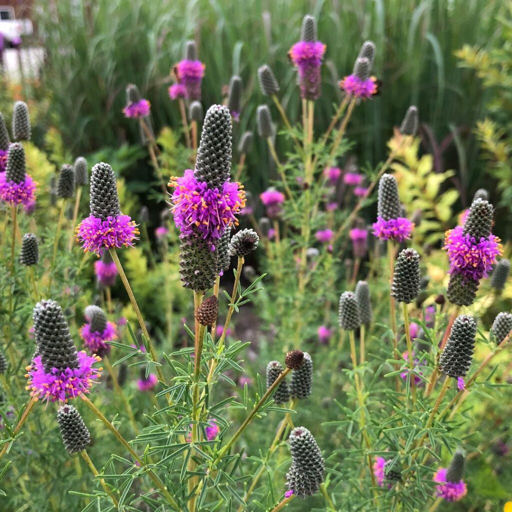 Dalea purpurea