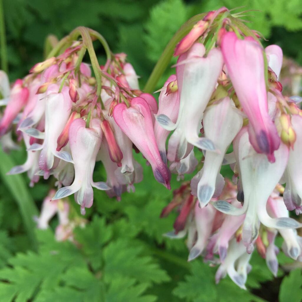 Dicentra eximia