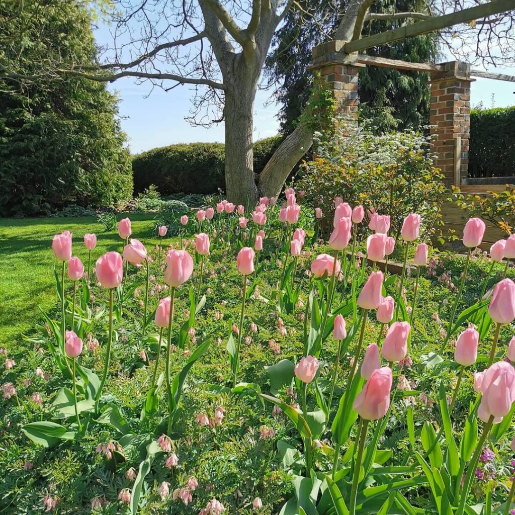 Dicentra formosa