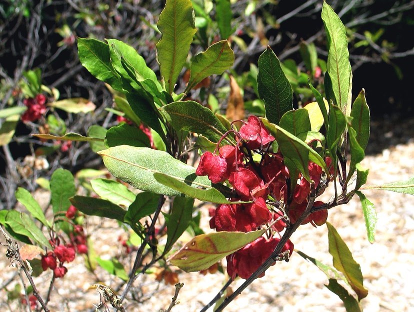 Dodonaea viscosa