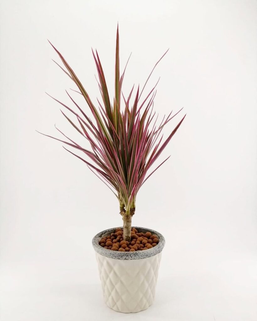 Dracaena marginata ‘Colorama