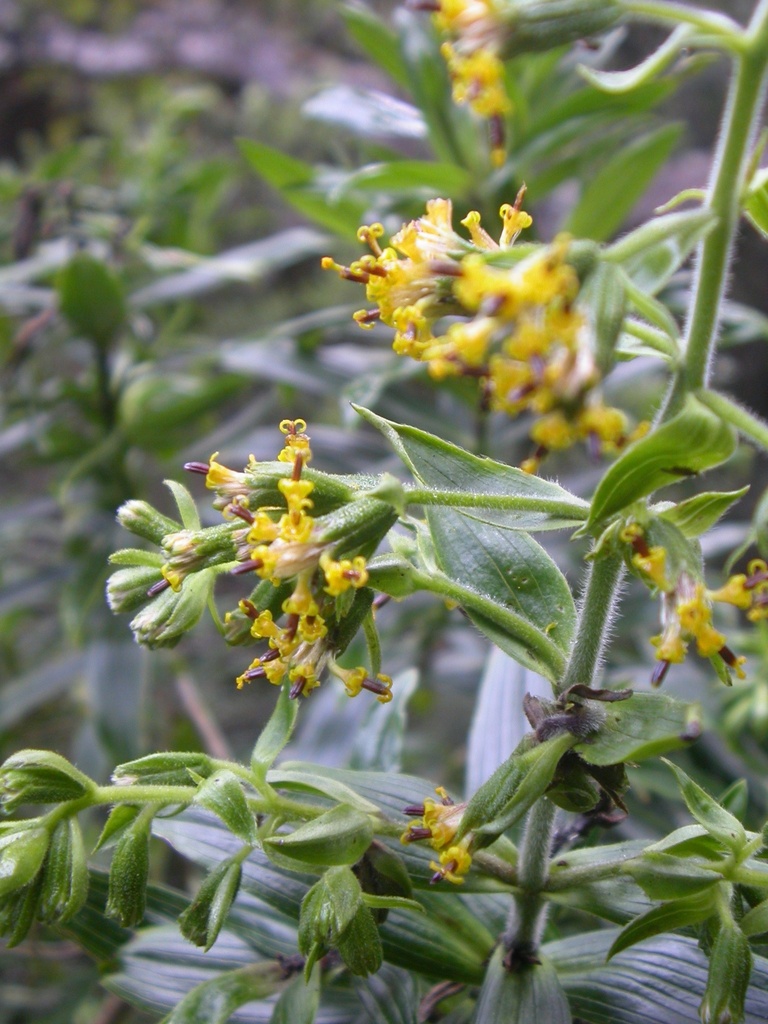 Dubautia reticulata