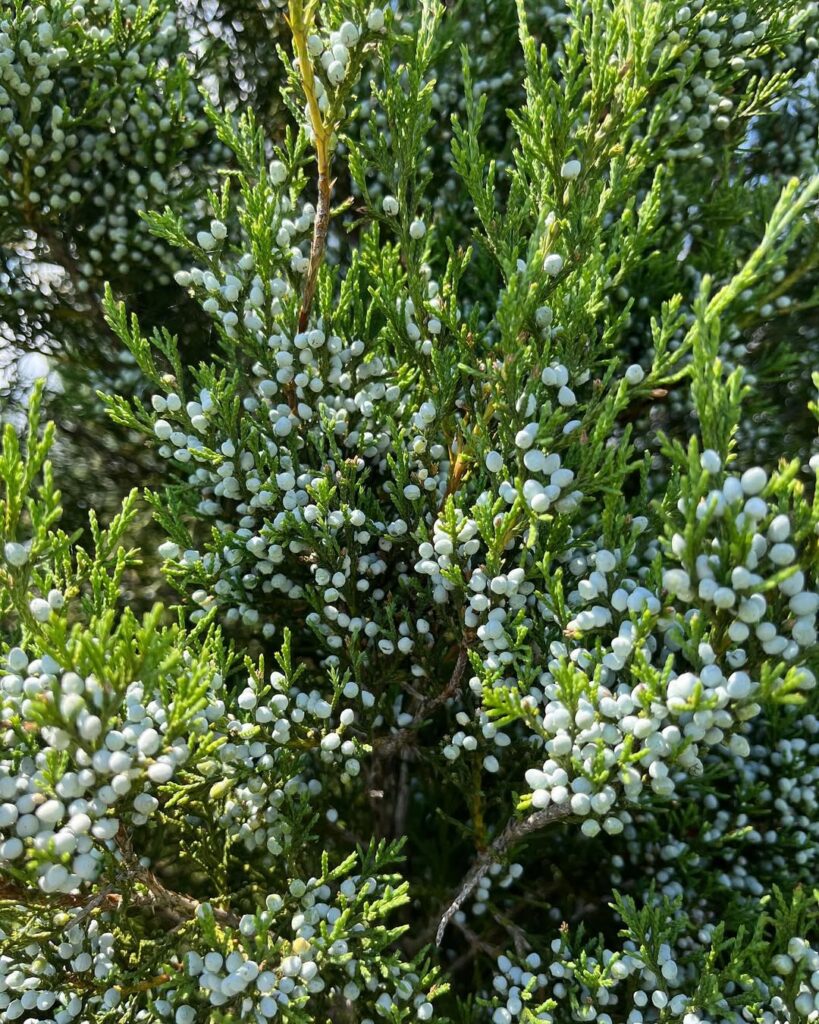 Eastern Red Cedar