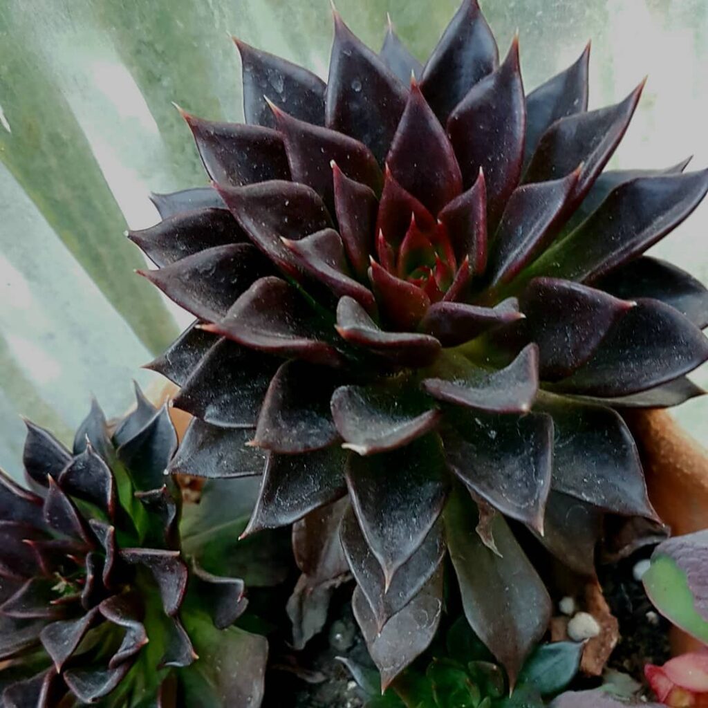 Echeveria ‘Black Prince